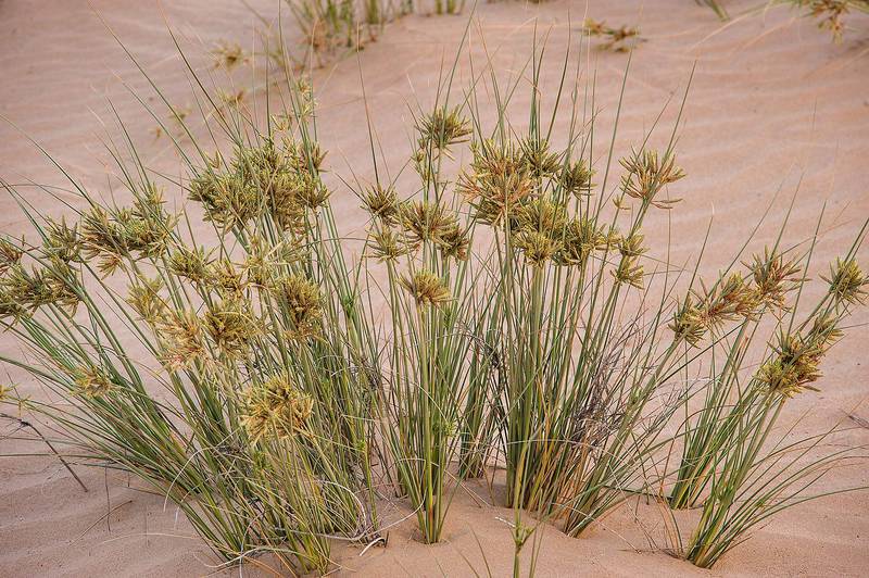  Cyperus Conglomeratus A Desert Pioneer Nowair Kuwait 